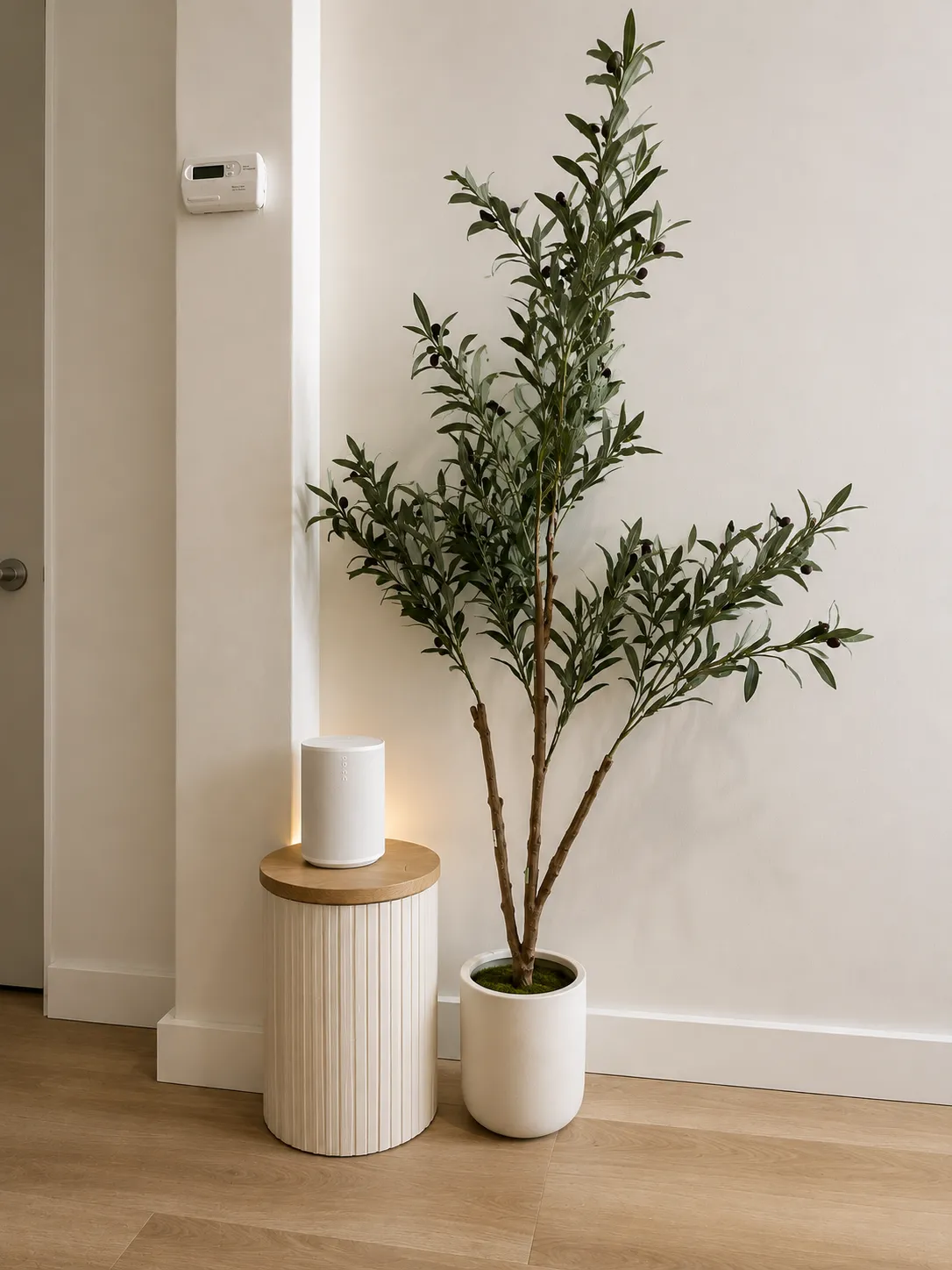 Olive tree and soft lamp in a quiet corner of the studio